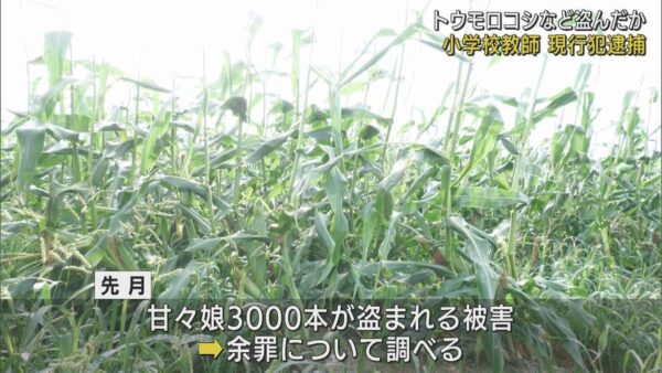 静岡県森町トウモロコシ盗んだ教師は誰?名前,学校は?静岡県浜松市小学校教師が逮捕